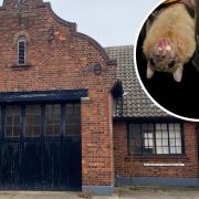 Plans to convert the former Bungay Fire Station into flats has been dismissed because bats living in the roof