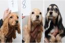 Suffolk police have released photos of 48 dogs, suspected to be stolen