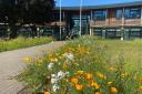 Borders at East Suffolk Council's Melton offices have been allowed to re-wild and boost pollinator communities