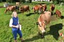 Rebecca Mayhew with her herd of cows. Picture: Nick Butcher