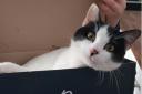 A family has been left shattered after their pet cat Peanut was stamped on and put down last week