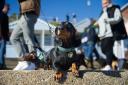 The Southwold Sausage Dog Walk is set to return this autumn