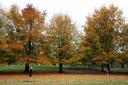 Five of the best places for an autumnal walk in Suffolk