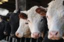 The bluetongue virus has been found in 13 Norfolk cattle in three days