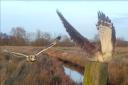 Owen the owl swoops at Kevin the kestrel who is perched on the post, by Gavin Durrant