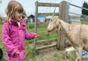 Open Farm Sunday at Old Hall Farm in Woodton. Hannah, 4, feeding the goats