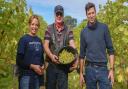 Flint Vineyard directors Hannah Witchell, Adrian Hipwell and Ben Witchell have started the 2021 grape harvest in Earsham near Bungay