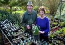 John and Brenda Foster preparing for their annual Snowdrop Day at their Redisham home.