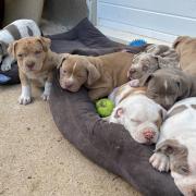 The formerly united family of eight puppies sleeping peacefully. Owner Mr Bascumbe said: 