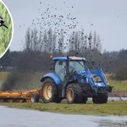 A rotary ditcher creating 'foot drains' at the Raveningham Estate, part of the wetland management for birds such as lapwings (inset)