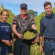 Flint Vineyard directors Hannah Witchell, Adrian Hipwell and Ben Witchell have started the 2021 grape harvest in Earsham near Bungay