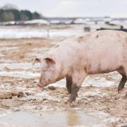 More than 100,000 pigs could be culled if the current butcher shortage isn't solved