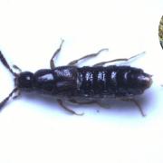 University student found a beetle never before recorded on record in Norwich