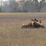 Horses on the Somerleyton Estate which are being left to graze and roam free as part of a new re-wilding project. Picture: Danielle Booden