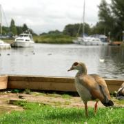 Geese admiring the view at the Staithe at Loddon