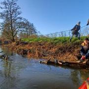 Volunteers moving a fallen tree in the river to create new habitat