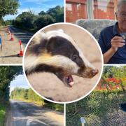 A section of Hulver Street has been restricted for eight months due to disruptions caused by badgers