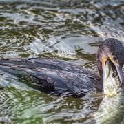Cormorant 'biting off more than it can chew' as it wrestles with a pike at Ellingham Mill taken by Paul Farrow