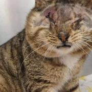 A four-year-old rescue cat has received an anonymous £500 donation after having surgery to remove his eyes
