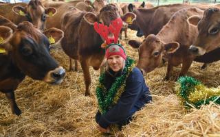 'Carol singing with cows' returns to Norfolk farm with it's Christmas market